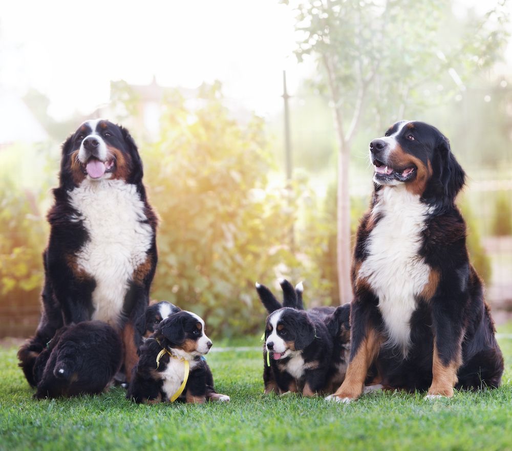 Estrogen and Testosterone Toxicity